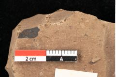 Foto (Detailsansicht) von Quercus palaeoilex Ettingshausen (NHMW-GEO-2024-0188-0951)